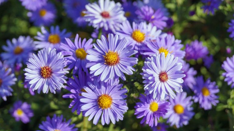 27 Tough Perennials That Can Handle the Harshest Summer Heat