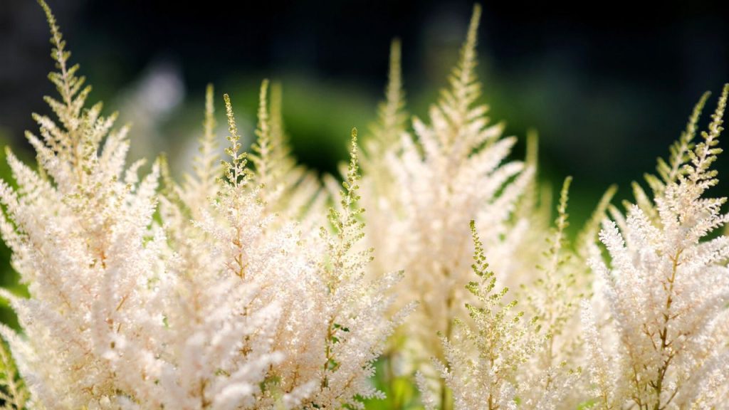 11 Border Plants That Bring Both Color and Structure to Your Yard 1 astilbe white