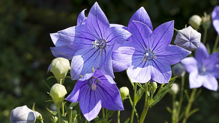 42 Colorful Perennials That Bloom Year After Year and Never Leave