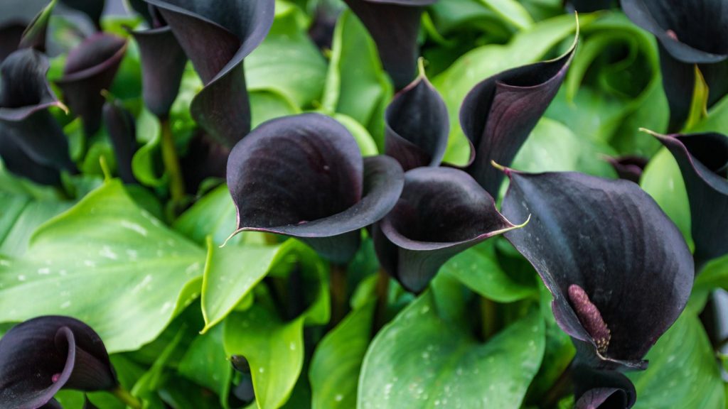 10 Black Perennials for a Garden That Leans into Moodiness