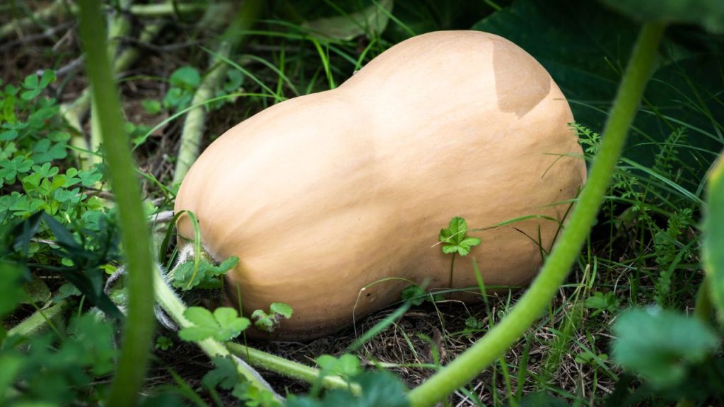 How to Get Rid of Vine Borers Before They Destroy Your Squash Plants 3 butternut squash plant