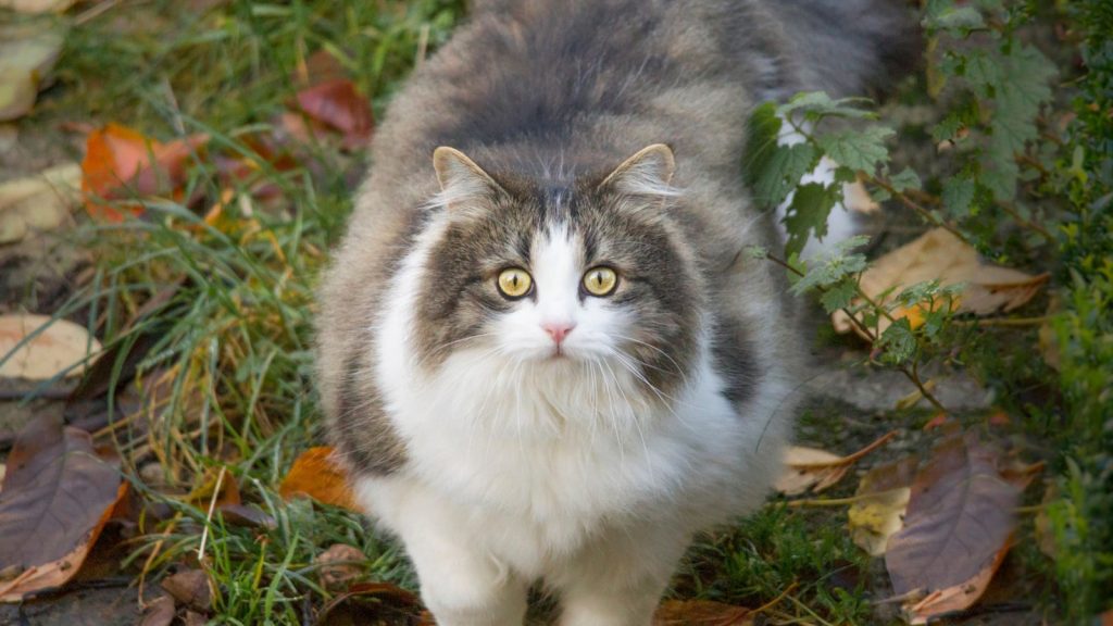 How to Put Vinegar to Work in the Garden 12 cat in garden