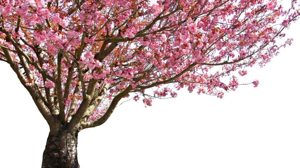 These 12 Trees Will Add Beauty and Boost Your Property’s Value 2 cherry tree blossom
