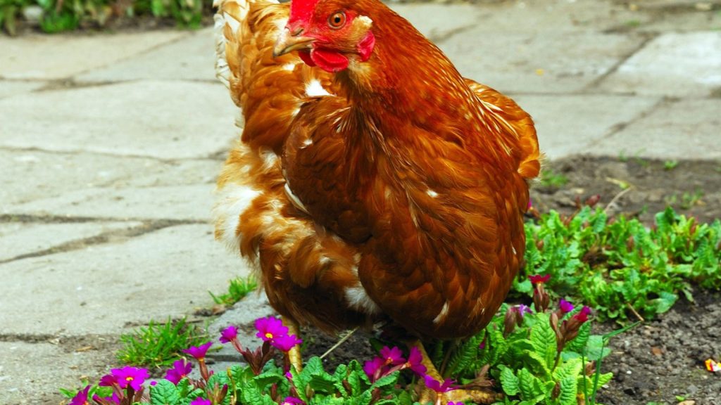How to Keep Chickens Out of the Flower Beds