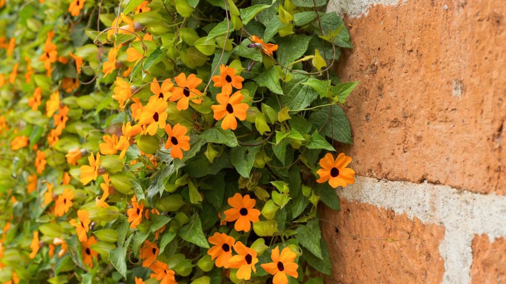 16 Vining Plants to Cover Your Fences, Arbors, and Pergolas 7 climbing black eye susan
