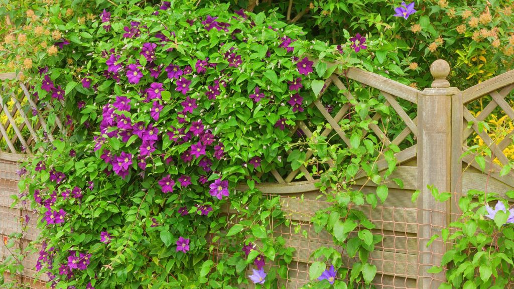 7 Stunning Vines That Will Drape Your Garden in Cascades of Purple 2 climbing clematis over fence