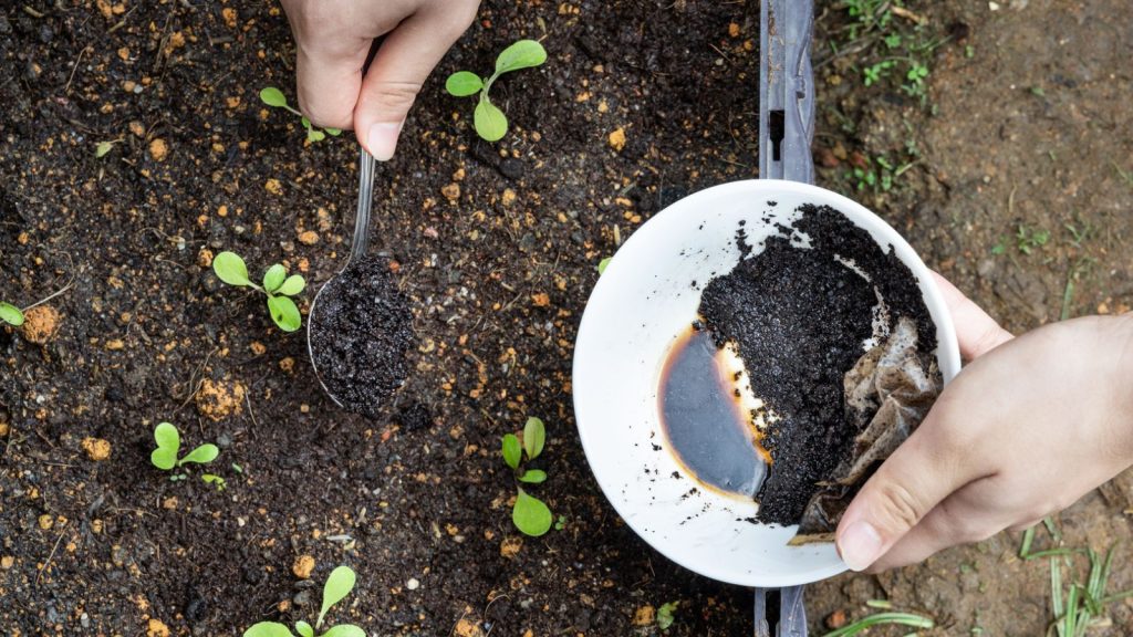 11 Secret Ingredients to Make Your Garden Grow 1 coffee grounds in soil