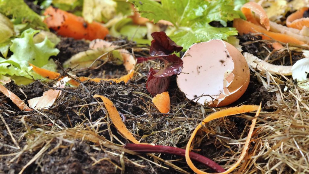 How to Get Rid of Vine Borers Before They Destroy Your Squash Plants 11 compost