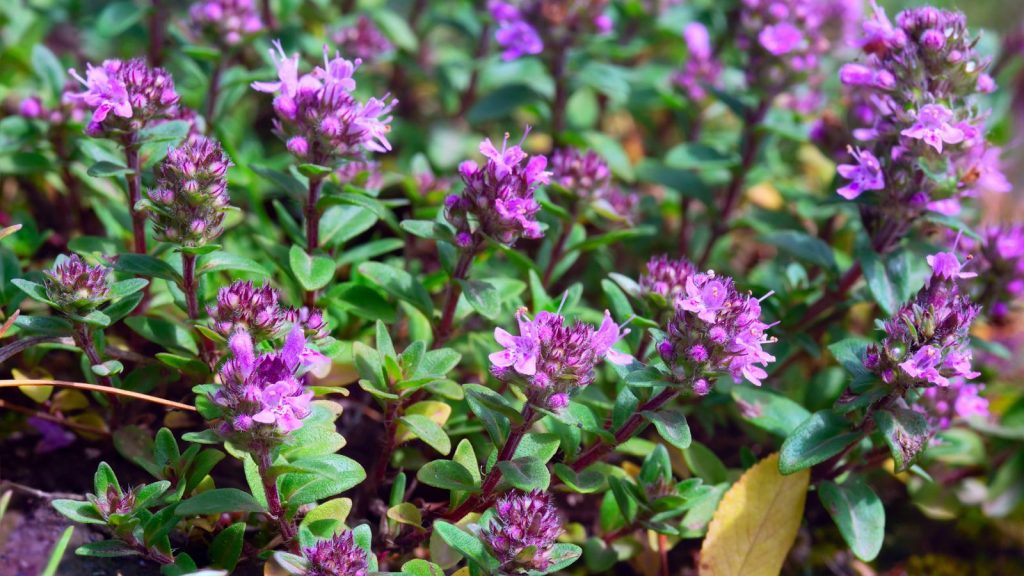 17 Hardy Plants that Grow Well in Shallow Rocky Soil 15 creeping thyme Thymus serpyllum