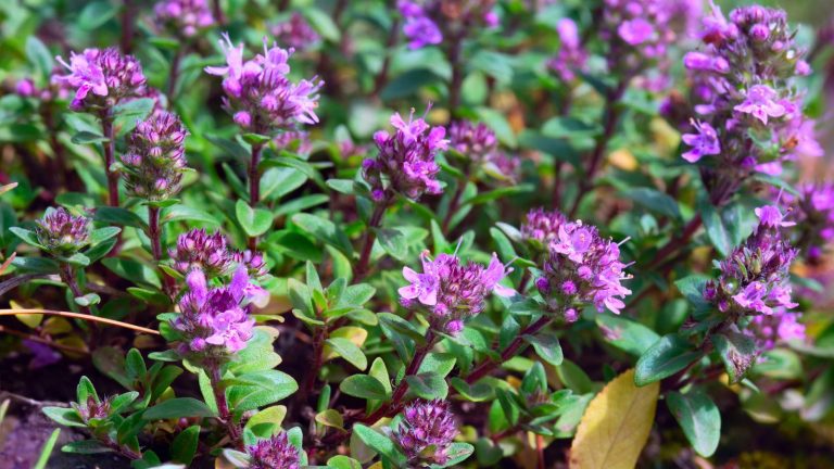15 Ground Cover Plants Homeowners Are Choosing Instead of Grass