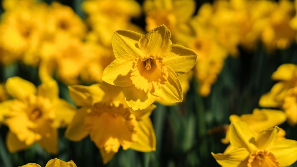 16 Perennials Rabbits Hate But Pollinators Love 10 daffodils