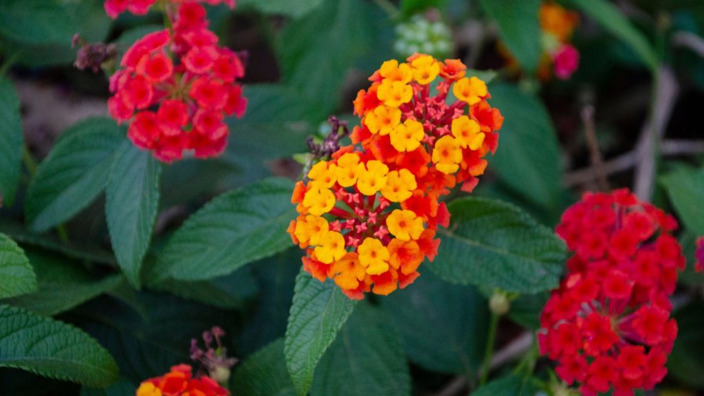 23 Red Perennials That Add Dramatic Color to Your Garden 3 lantana red