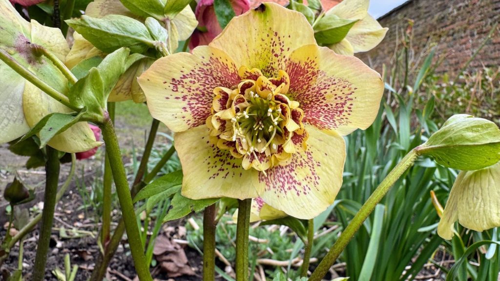 22 Yellow Perennial Flowers That Will Brighten Your Garden 3 lenten rose