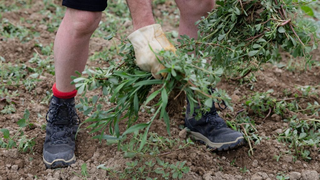 How to Start a Low-Maintenance Wildflower Garden 14 man pulling weed