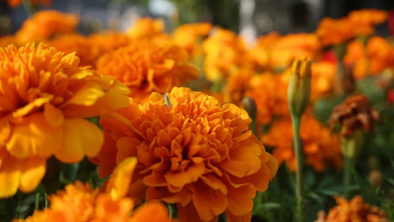 The Worst Plants to Grow Near Marigolds (That No One Talks About)