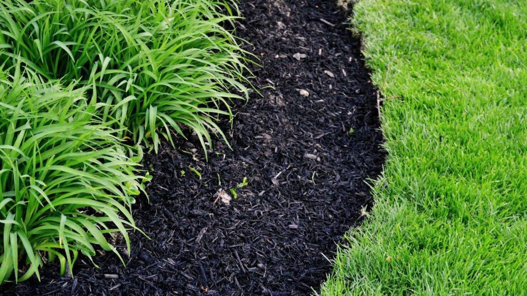 How to Put Banana Peels to Work in the Yard 3 mulch