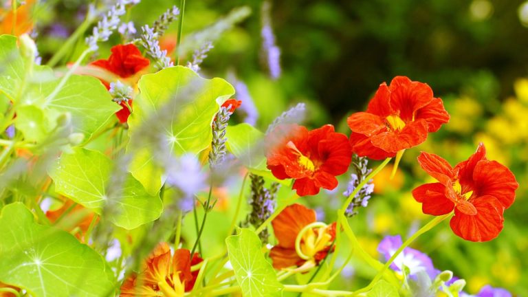 The Most Beautiful Plants You Can Grow—And Eat
