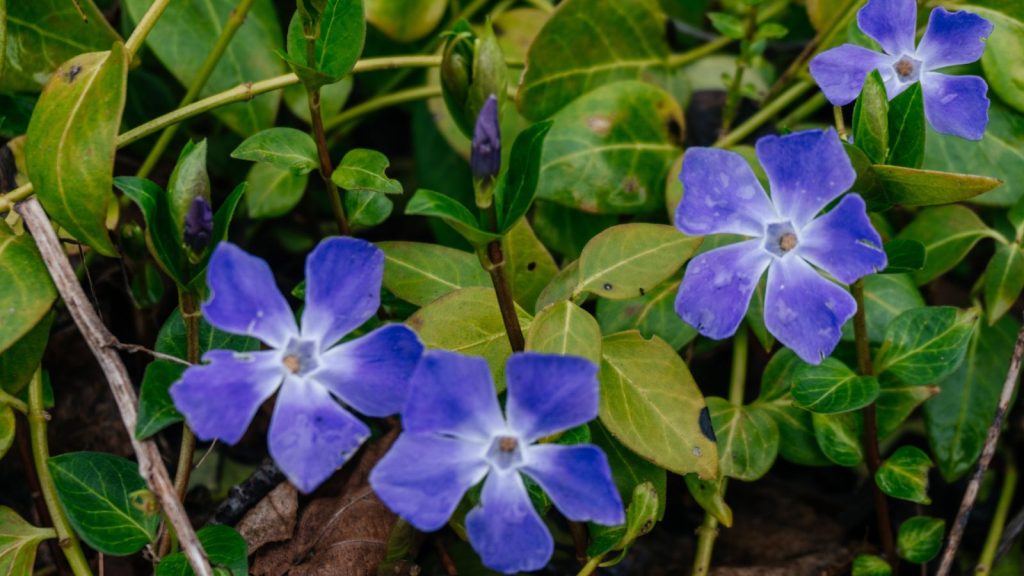 Here's Why We’re Completely Obsessed With a Wildflower Garden 3 periwinkle ground cover plant