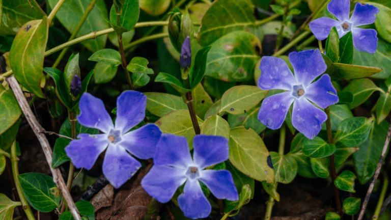 16 Low Maintenance Ground Cover Plants for Tough Clay Soil