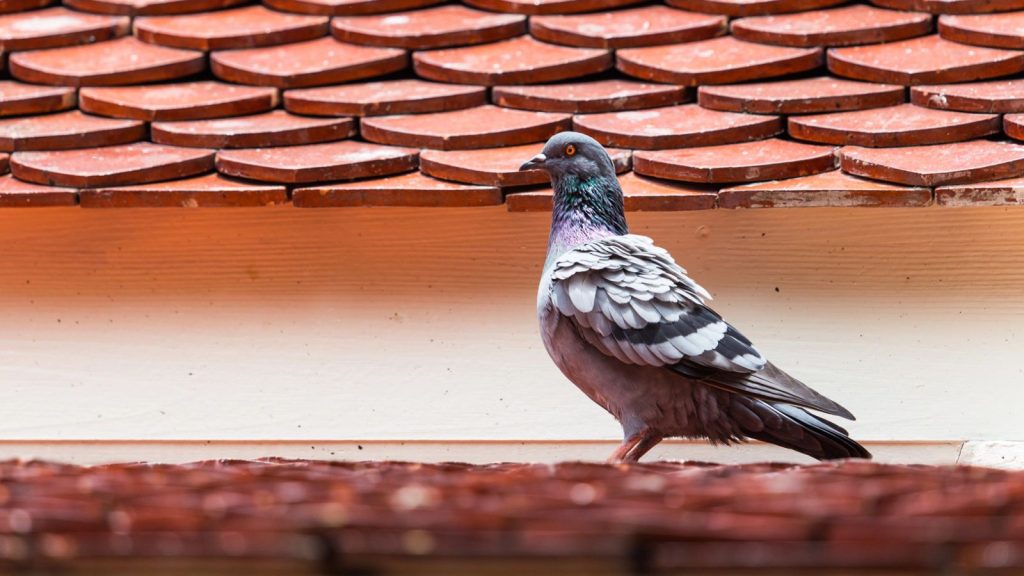 Why Birds Keep Choosing Your Roof as Their Nesting Spot
