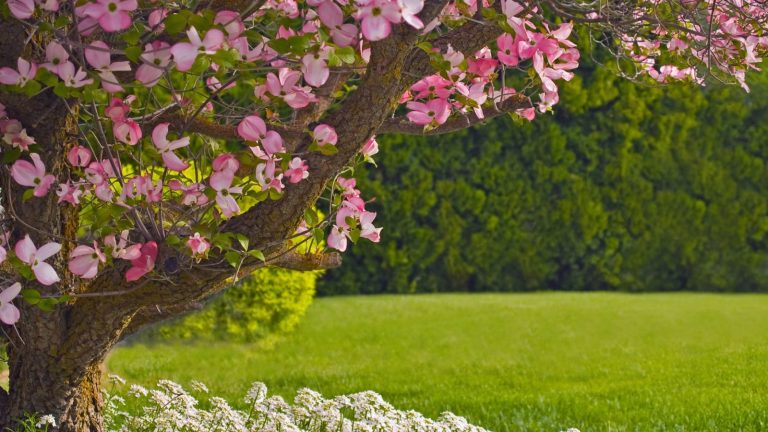 These 12 Trees Will Add Beauty and Boost Your Property’s Value