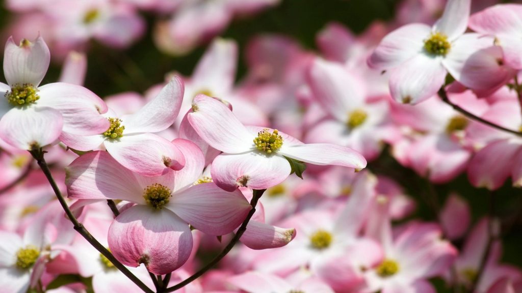 10 Small Trees With Big Curb Appeal 10 pink dogwood tree