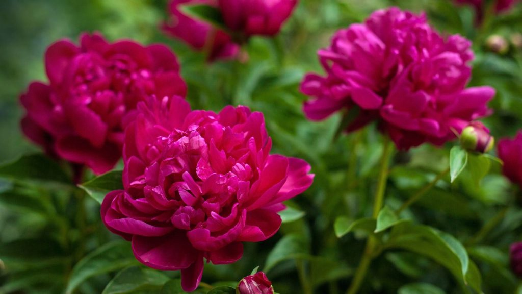 Plant These Fragrant Flowers Along Your Walkway for a Five-Star Garden Entrance 13 pink peonies peony