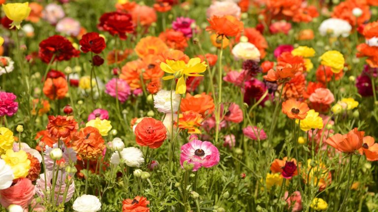 These “Cut and Come Again” Flowers Just Keep Giving