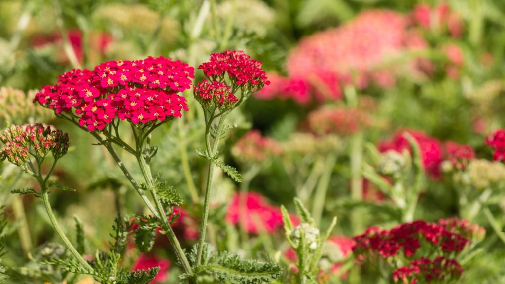 15 Companion Plants To Grow With Lavender 2 red yarrow