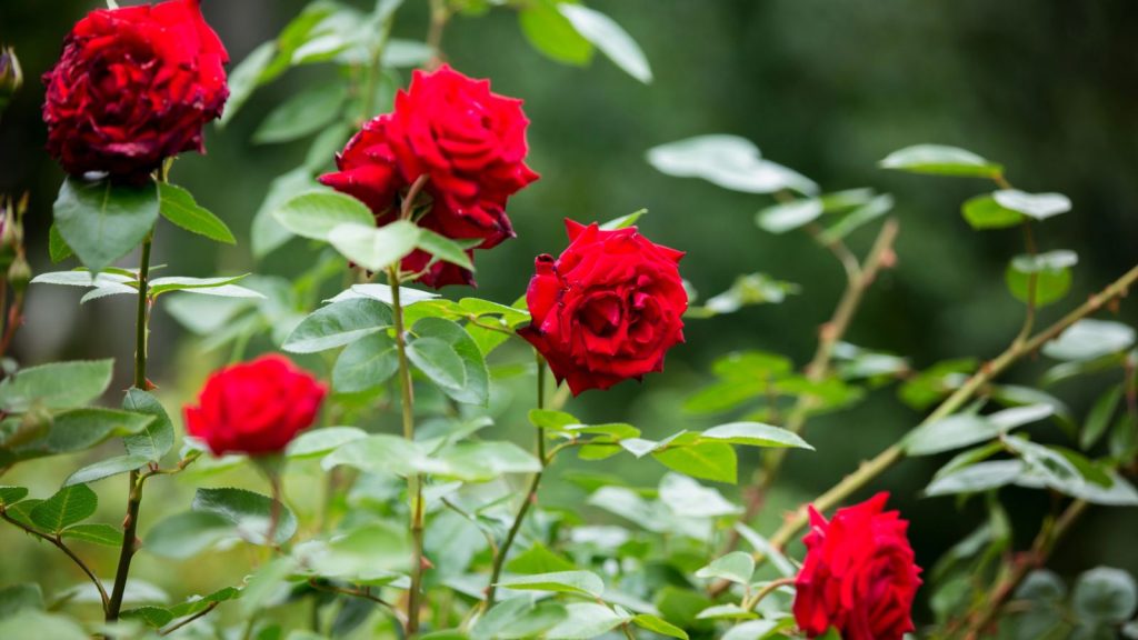 Plant These Fragrant Flowers Along Your Walkway for a Five-Star Garden Entrance 5 shrub rose