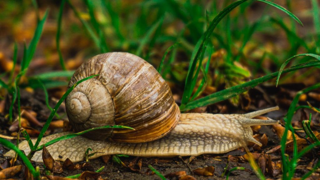 How to Put Vinegar to Work in the Garden 1 slug