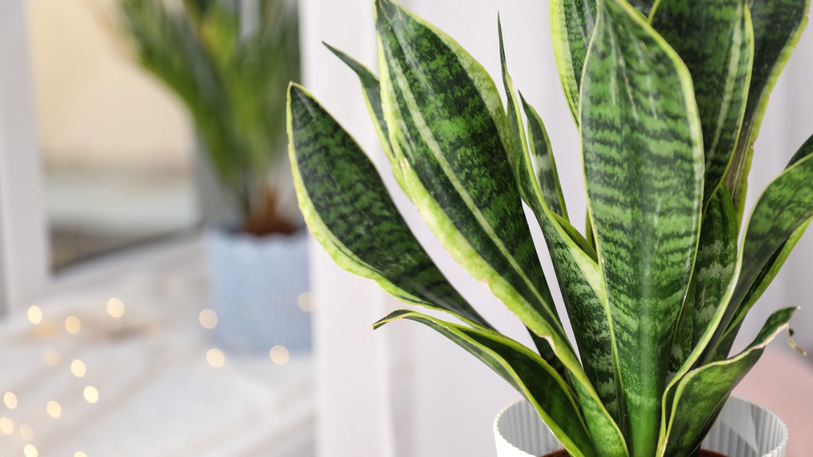 12 Green Plants That Help Absorb and Reduce Household Odors