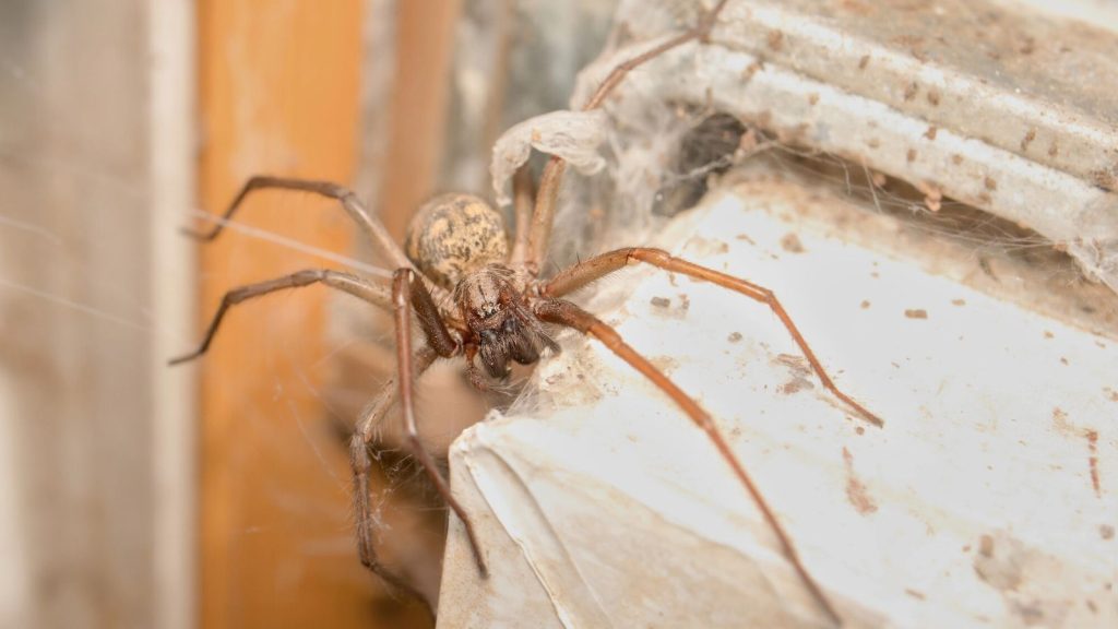 Spiders Love Hiding in These 10 Hidden Areas of Your Home