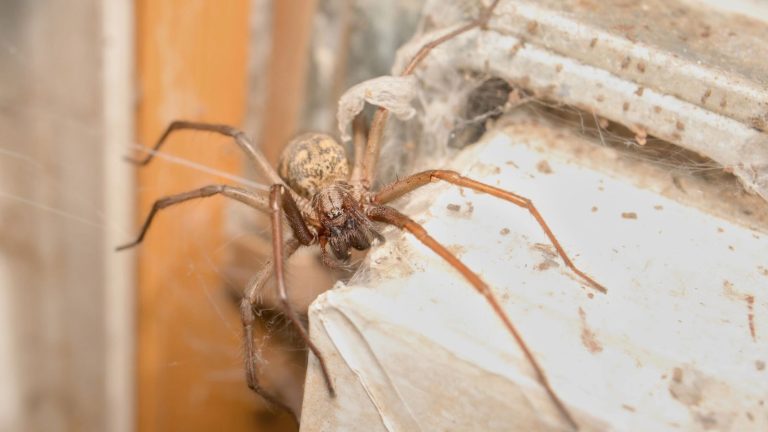 Spiders Love Hiding in These 10 Hidden Areas of Your Home