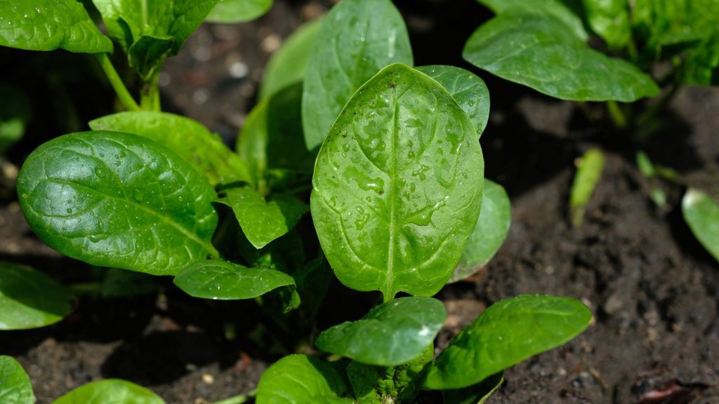 22 Easy-To-Grow Foods You’ll Want to Plant Year After Year 3 spinach plant