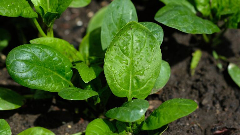 15 Spinach Companion Plants That Help Your Greens Thrive