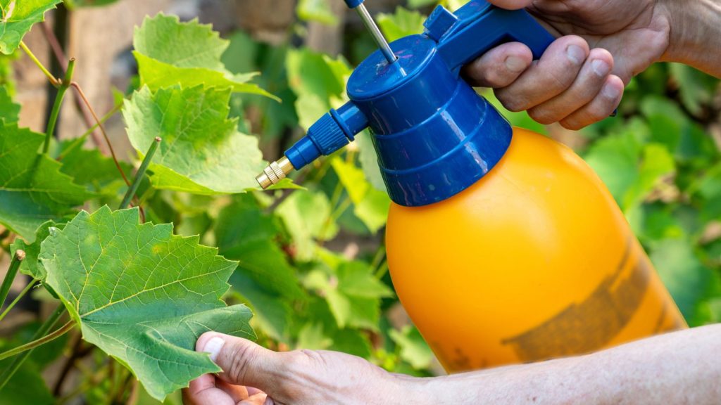 Bagworms Hide in Plain Sight — Here’s How to Stop Them Before They Kill Your Plants 16 spraying pesticides
