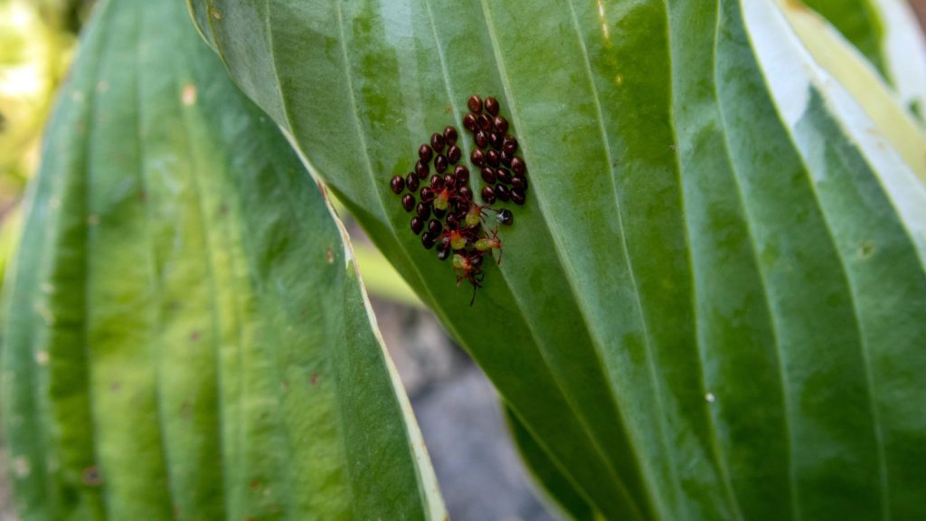My Backyard Was Full of Mosquitoes—Here’s What Finally Worked 18 squash bugs