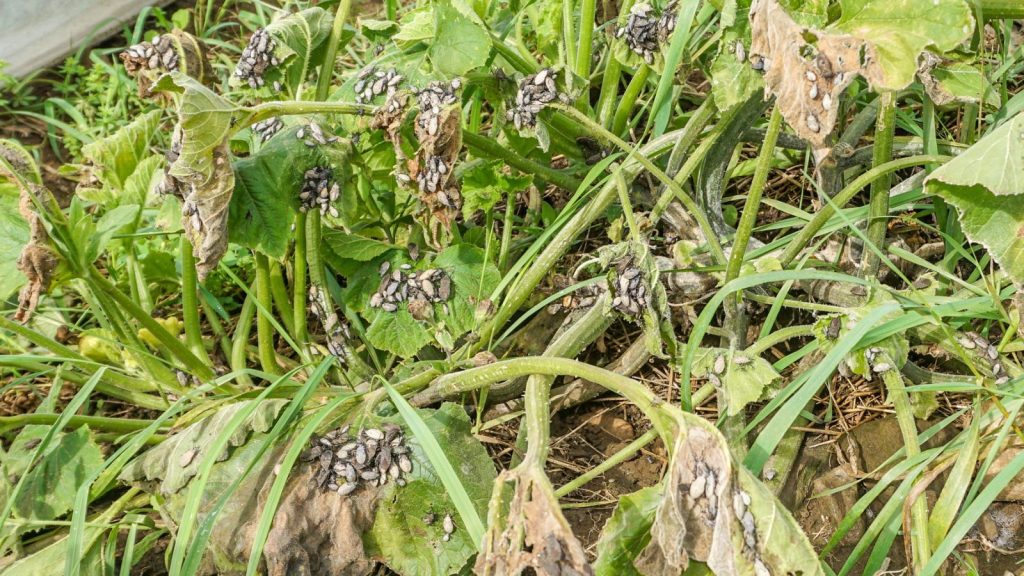 How to Get Rid of Squash Bugs for Good 2 squash bugs on plants