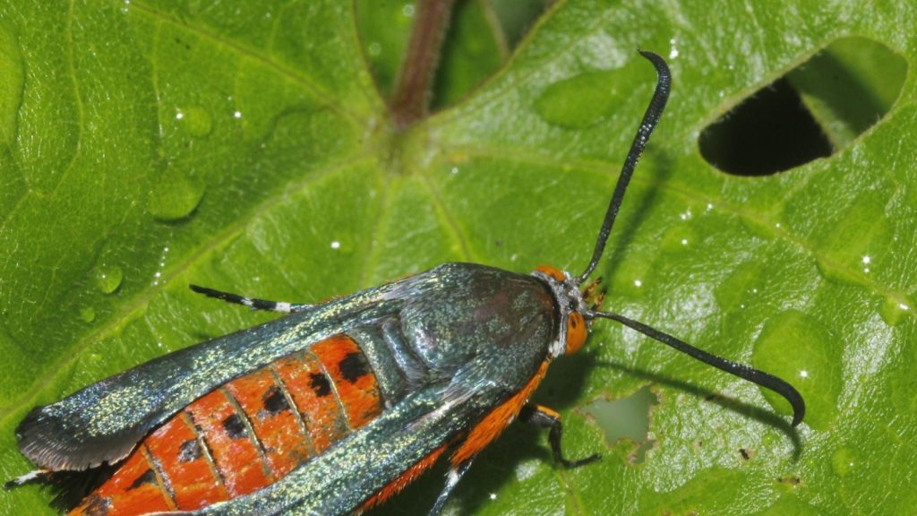 squash vine borers