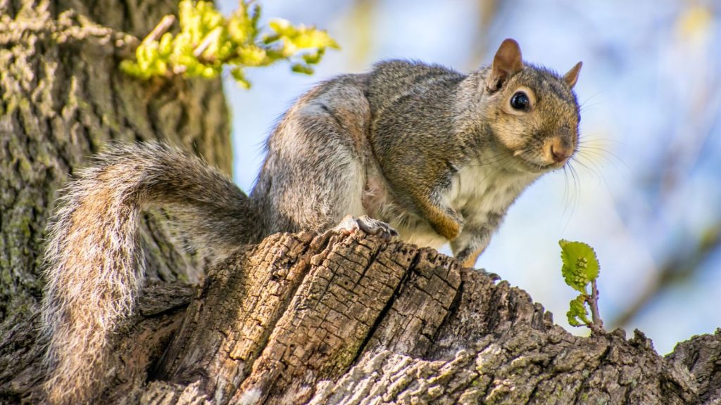 Grow These Fragrant Plants to Keep Hungry Squirrels Out of Your Yard