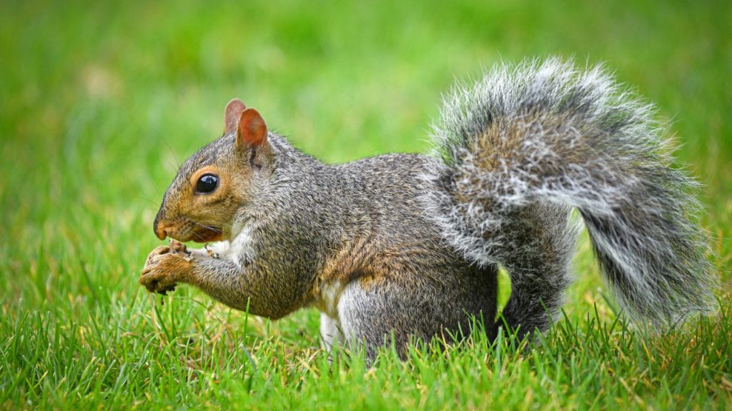 squirrel nibbling on a nut