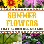 summer flowers that bloom all season