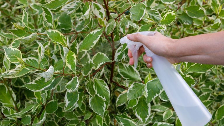 How to Put Vinegar to Work in the Garden
