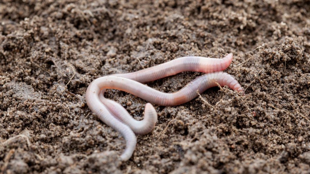 How to Put Grass Clippings to Work in the Garden 6 worm in soil