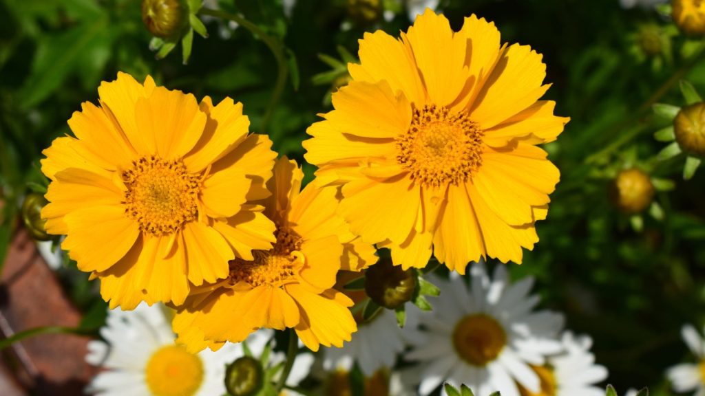 14 Gardening Tips That Break the Rules and Challenge Traditional Advice 13 yellow coreopsis plant