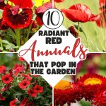 10 Radiant Red Annuals That Pop in the Garden