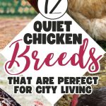 12 Quiet Chicken Breeds That Are Perfect for City Living