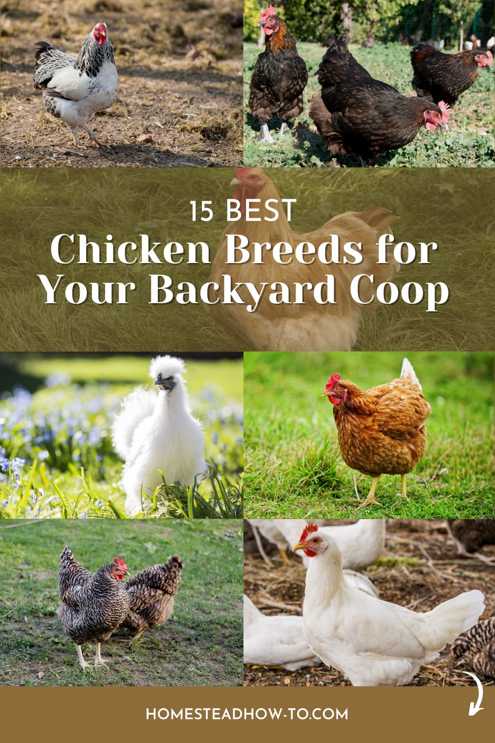 A Guide To The Top 15 Chicken Breeds For Your Backyard Coop