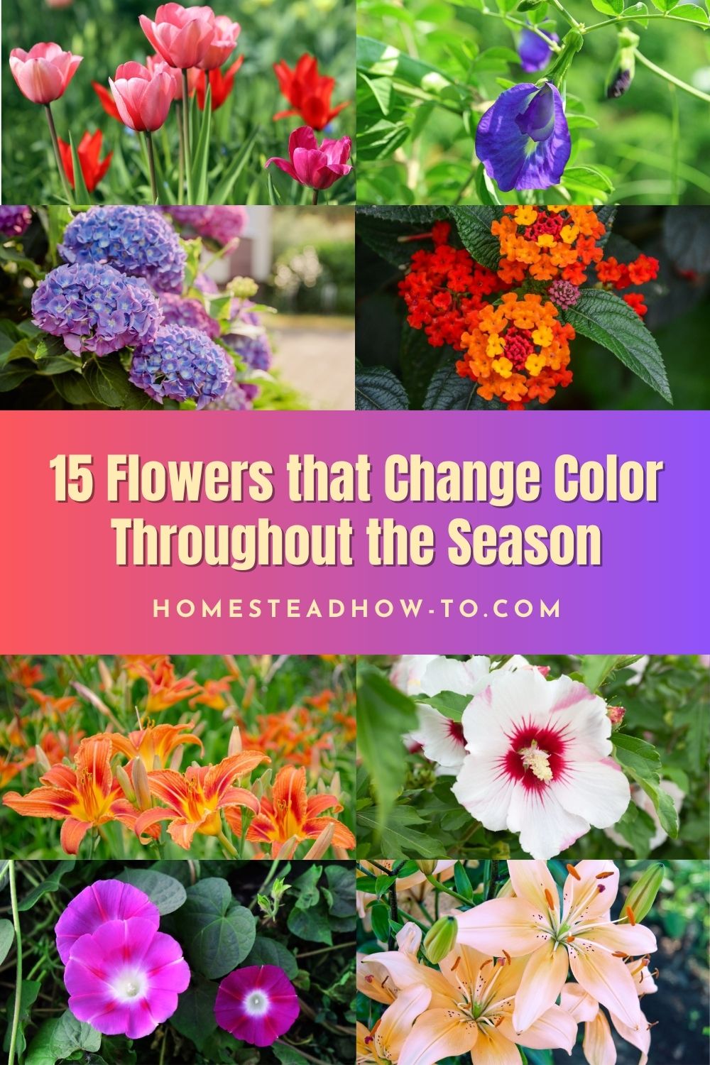15 Flowers That Change Color Throughout The Season